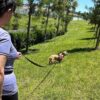 Tre Ponti Long Run 16.4' Training Leash - Image 9